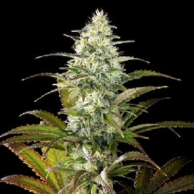 Clementine Slush Bioboost > Kannabia Seeds